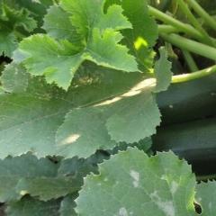 Zucchini: growing and care in open ground