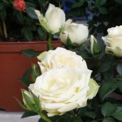 How to care for roses in a pot