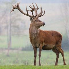 Deer - pictures and photos for children, interesting facts Short poems about deer