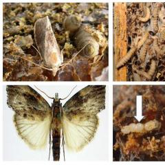 Excrement of wax moth larvae - treatment without prejudice Wax moth feces