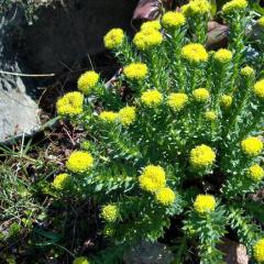 Growing Rhodiola rosea in the country