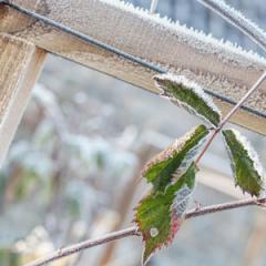 How to save plants from spring and summer frosts