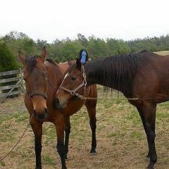 Carrying out mating and artificial insemination of mares