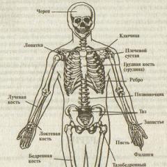 Główne układy fizyczne organizmu Narządy wchodzące w skład układu kostnego