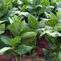Smoking tobacco: growing from seeds, collecting and storing