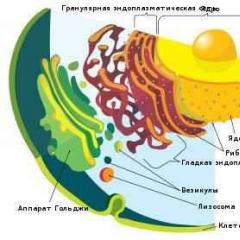 Prokaryotlar: yaşamın yapısı ve özellikleri