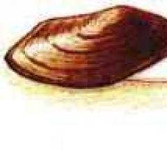 Class Bivalves: characteristics, organ systems, reproduction and lifestyle