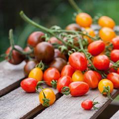 How to keep tomatoes fresh for a long time Varieties of tomatoes for long-term storage