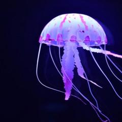 Why do girls dream about jellyfish a lot? Why do girls dream about jellyfish on land