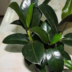 The real homeland of ficus - a houseplant