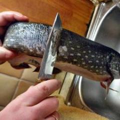 Cutting pike for cooking cutlets How to quickly cut pike into fillets