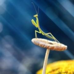 What does praying mantis mean in dreams - symbolism of sleep and interpretation