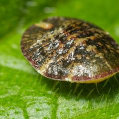 how to get rid of scale insects on indoor plants how to get rid of scale insects at home