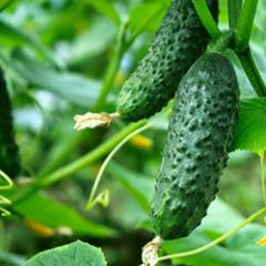 How exactly did you dream about fresh cucumbers?