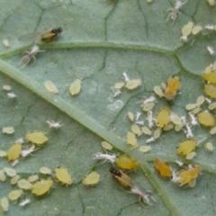 How aphids appear on plants Life cycle of aphids