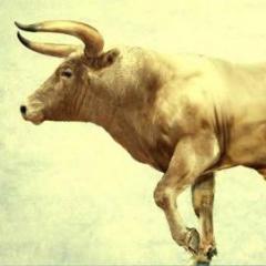 Extinct ancient animal wild aurochs - the ancestor of cows and bulls Who is the natural enemy of the aurochs