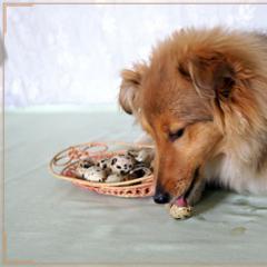 Raising a Sheltie Puppy What food is best to feed a Sheltie